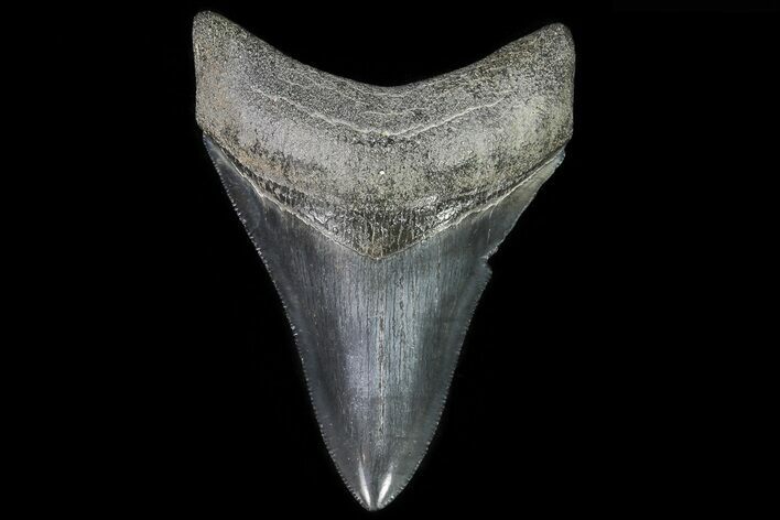 Serrated, Lower Megalodon Tooth - Georgia #78646